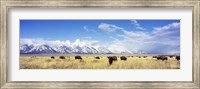 Bison Herd, Grand Teton National Park, Wyoming, USA Fine Art Print