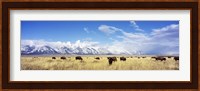 Bison Herd, Grand Teton National Park, Wyoming, USA Fine Art Print