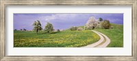 Meadow Of Dandelions, Zug, Switzerland Fine Art Print