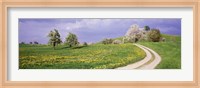 Meadow Of Dandelions, Zug, Switzerland Fine Art Print