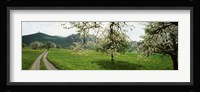 Dirt Road Through Meadow Of Dandelions, Zug, Switzerland Fine Art Print