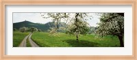 Dirt Road Through Meadow Of Dandelions, Zug, Switzerland Fine Art Print
