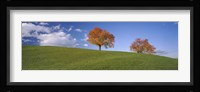 Cherry Trees On A Hill, Cantone Zug, Switzerland Fine Art Print