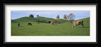 Cows grazing on a field, Canton Of Zug, Switzerland Fine Art Print