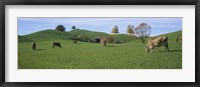Cows grazing on a field, Canton Of Zug, Switzerland Fine Art Print