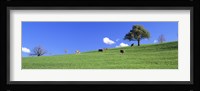 Cows, Canton Zug, Switzerland Fine Art Print