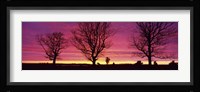 Oak Trees, Sunset, Sweden Fine Art Print