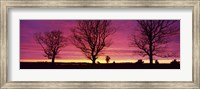 Oak Trees, Sunset, Sweden Fine Art Print