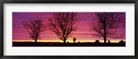 Oak Trees, Sunset, Sweden Fine Art Print
