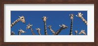 Curious Giraffes (concept) Kenya Africa Fine Art Print