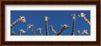 Curious Giraffes (concept) Kenya Africa Fine Art Print