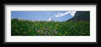 Wild Flowers, Matterhorn Switzerland Fine Art Print