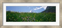 Wild Flowers, Matterhorn Switzerland Fine Art Print
