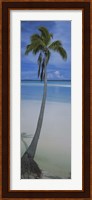 Palm tree on the beach, One Foot Island, Aitutaki, Cook Islands Fine Art Print