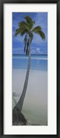 Palm tree on the beach, One Foot Island, Aitutaki, Cook Islands Fine Art Print