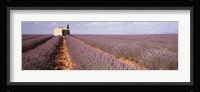 Lavender Field, Valensole Province, France Fine Art Print