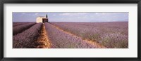 Lavender Field, Valensole Province, France Fine Art Print