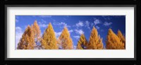 Lark Trees, Switzerland Fine Art Print