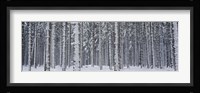 Snow covered trees in a forest, Austria Fine Art Print