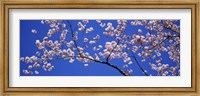 Cherry Blossoms Washington DC Fine Art Print