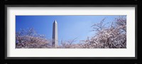 Washington Monument behind cherry blossom trees, Washington DC, USA Fine Art Print