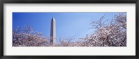 Washington Monument behind cherry blossom trees, Washington DC, USA Fine Art Print