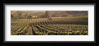 Aerial View Of Rows Crop In A Vineyard, Careros Valley, California, USA Fine Art Print