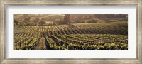 Aerial View Of Rows Crop In A Vineyard, Careros Valley, California, USA Fine Art Print
