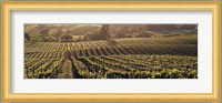 Aerial View Of Rows Crop In A Vineyard, Careros Valley, California, USA Fine Art Print