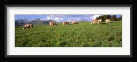 Switzerland, Cows grazing in the field Fine Art Print