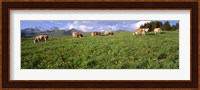 Switzerland, Cows grazing in the field Fine Art Print