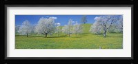 View Of Blossoms On Cherry Trees, Zug, Switzerland Fine Art Print