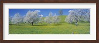 View Of Blossoms On Cherry Trees, Zug, Switzerland Fine Art Print