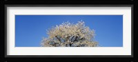 Cherry Blossoms, Switzerland Fine Art Print