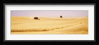 Tractor, Wheat Field, Plateau De Valensole, France Fine Art Print