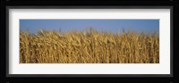 Field Of Wheat, France Fine Art Print