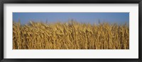 Field Of Wheat, France Fine Art Print