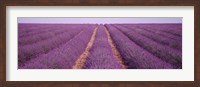 France, View of rows of blossoms in a field Fine Art Print