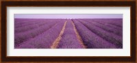 France, View of rows of blossoms in a field Fine Art Print