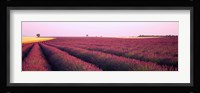 Lavender crop on a landscape, France Fine Art Print