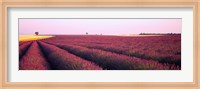 Lavender crop on a landscape, France Fine Art Print