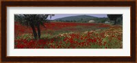 Red poppies in a field, Turkey Fine Art Print