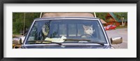 Close-up of two dogs in a pick-up truck, Main Street, Talkeetna, Alaska, USA Fine Art Print