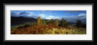Trees in a field, Loch Tay, Scotland Fine Art Print