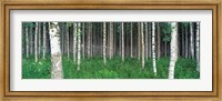 Birch Forest, Punkaharju, Finland Fine Art Print