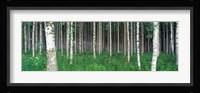 Birch Forest, Punkaharju, Finland Fine Art Print