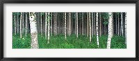 Birch Forest, Punkaharju, Finland Fine Art Print