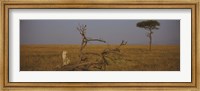 African cheetah (Acinonyx jubatus jubatus) sitting on a fallen tree, Masai Mara National Reserve, Kenya Fine Art Print