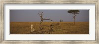 African cheetah (Acinonyx jubatus jubatus) sitting on a fallen tree, Masai Mara National Reserve, Kenya Fine Art Print