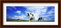 Cows In Field, Lake District, England, United Kingdom Fine Art Print